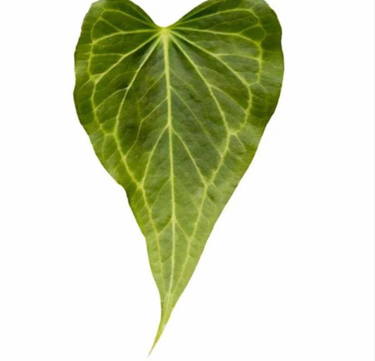 Anthurium Delta Force — Tissue Culture TC Plant | 5-Pack | Ships from Florida