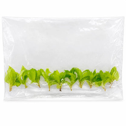 Philodendron Red Moon — Tissue Culture TC Plant | 10-Pack | Ships from Florida