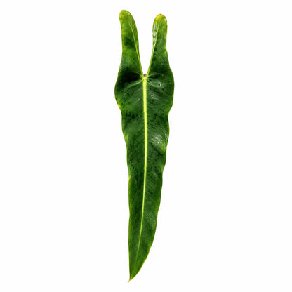 Philodendron Spiritus Sancti Tissue Culture Plants – 10 Pack
