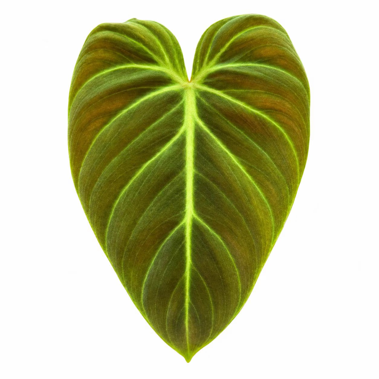 Philodendron El Choco Red 10 Pack Tissue Culture Plants
