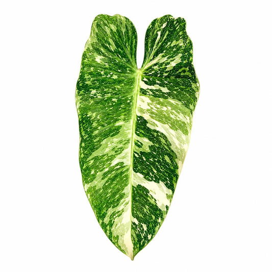Philodendron Jose Buono 10 Pack Tissue Culture Plants