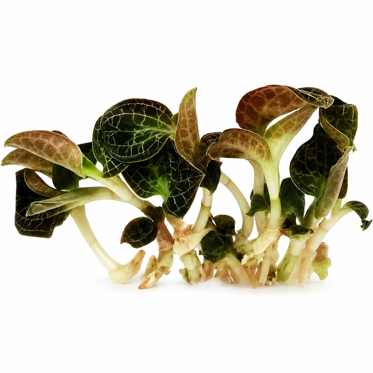 Dossinochilus Dreamcatcher — Tissue Culture TC Plant | 10-Pack | Ships from Florida