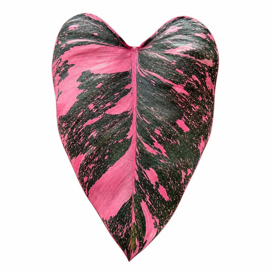 Philodendron Pink Princess Marble — Tissue Culture TC Plant | 10-Pack | Ships from Florida