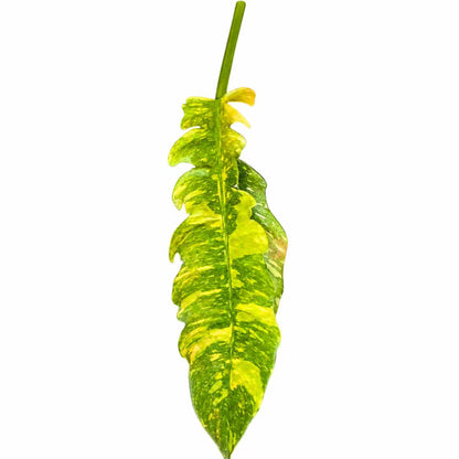 Philodendron Ring of Fire Tissue Culture Plants – 10 Pack