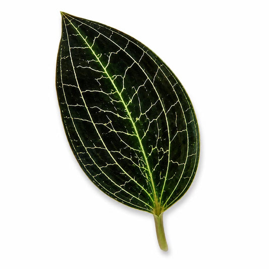 Dossinochilus Dreamcatcher — Tissue Culture TC Plant | 10-Pack | Ships from Florida