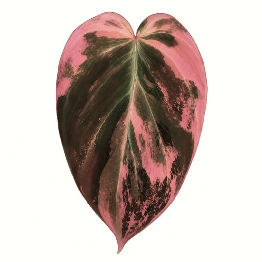 Philodendron Micans Mint/Pink Variegated — Tissue Culture TC Plant | 10-Pack | Ships from Florida