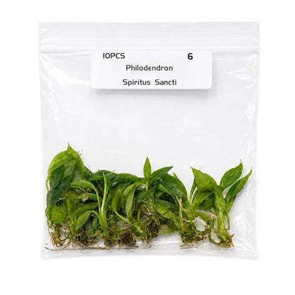 Philodendron Spiritus Sancti Tissue Culture Plants – 10 Pack