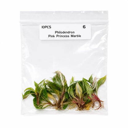 Philodendron Pink Princess Marble — Tissue Culture TC Plant | 10-Pack | Ships from Florida