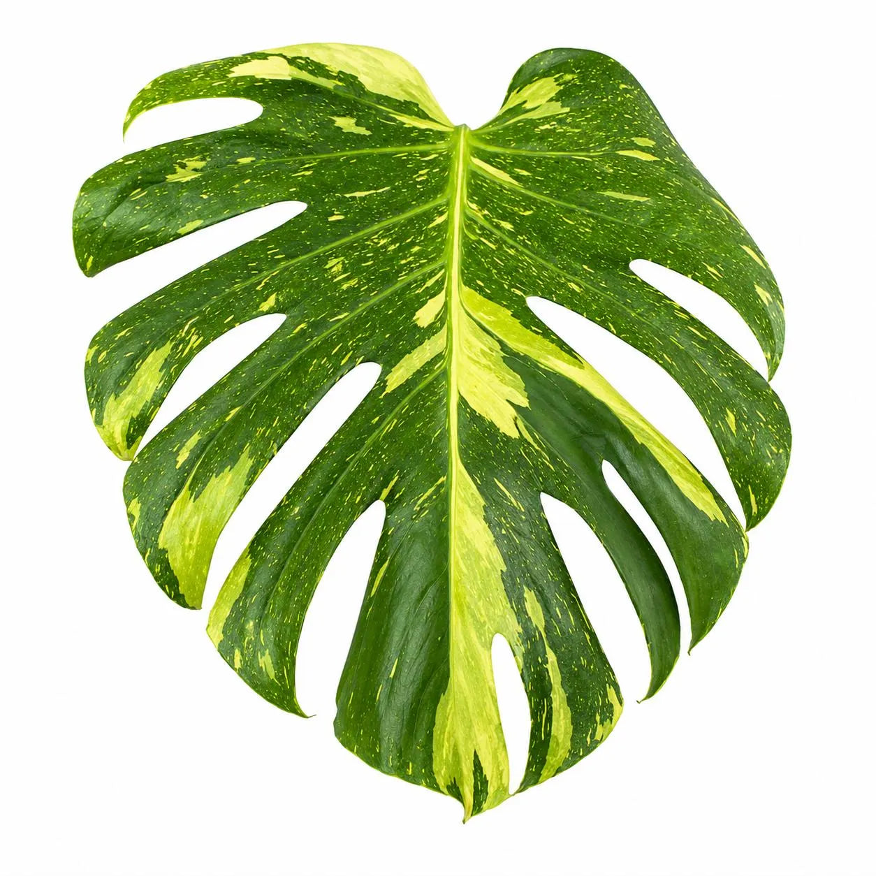 Monstera Deliciosa Electrolyte — Tissue Culture TC Plant | Single or 5-Pack | Ships from Florida