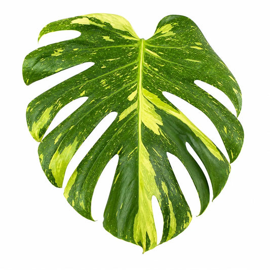 Monstera Deliciosa Electrolyte — Tissue Culture TC Plant | Single or 5-Pack | Ships from Florida