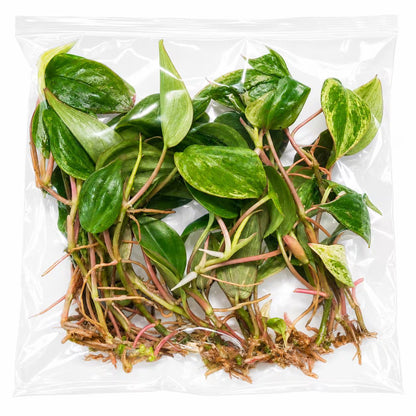 Philodendron Micans Mint/Pink Variegated — Tissue Culture TC Plant | 10-Pack | Ships from Florida