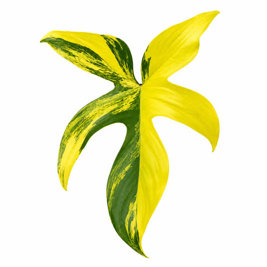 Philodendron Florida Beauty Variegated — Tissue Culture TC Plant | 10-Pack | Ships from Florida