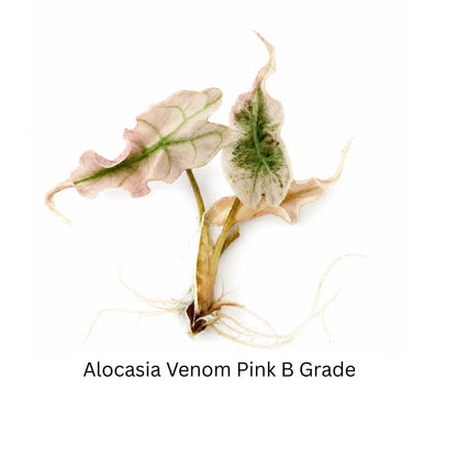 Alocasia Venom Pink Grade B Variegated — Tissue Culture TC Plant | Single or 5-Pack | Ships from Florida