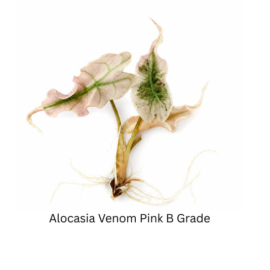 Alocasia Venom Pink Grade B Variegated — Tissue Culture TC Plant | Single or 5-Pack | Ships from Florida