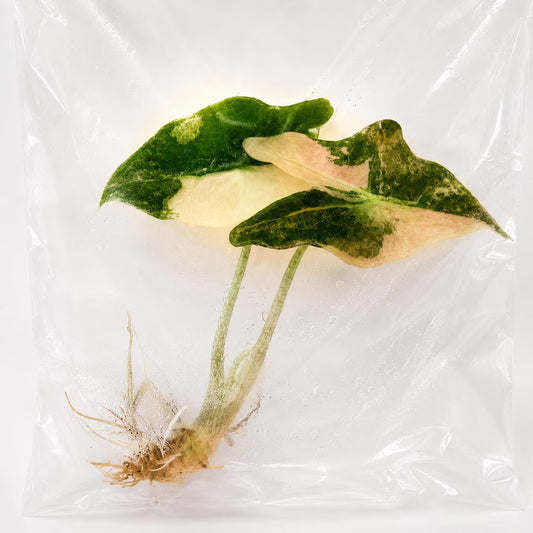Alocasia Nobilis Albo/Pink Variegated — Tissue Culture TC Plant | Single & 5-Pack | Ships from Florida