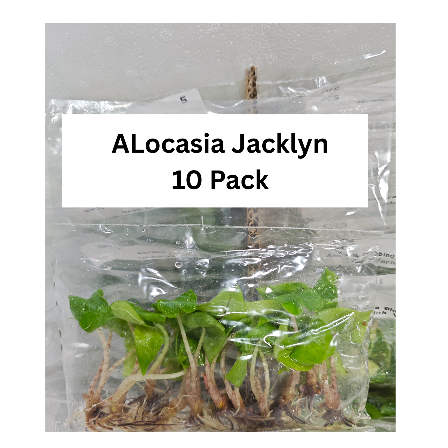 Alocasia Jacklyn – 10 Pack Tissue Culture Plants