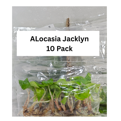 Alocasia Jacklyn tissue culture TC plant 10-pack — Gellies Florida
