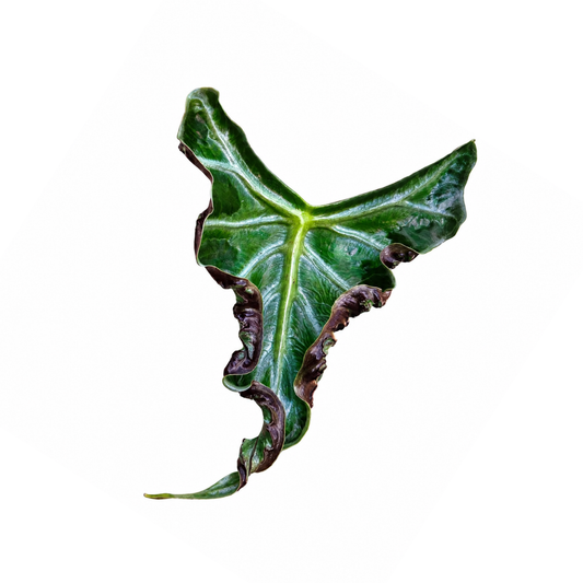 Alocasia Loco – 10 Pack Tissue Culture Plants