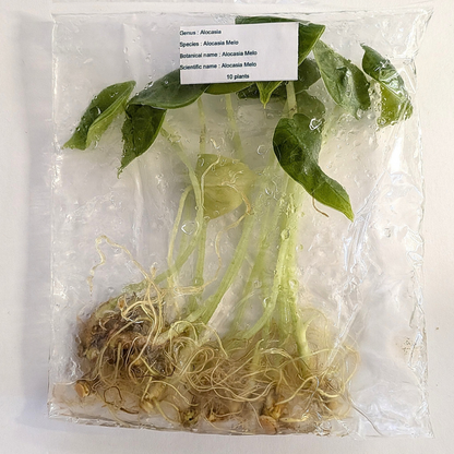 Alocasia Melo tissue culture TC plant 10-pack — Gellies Florida
