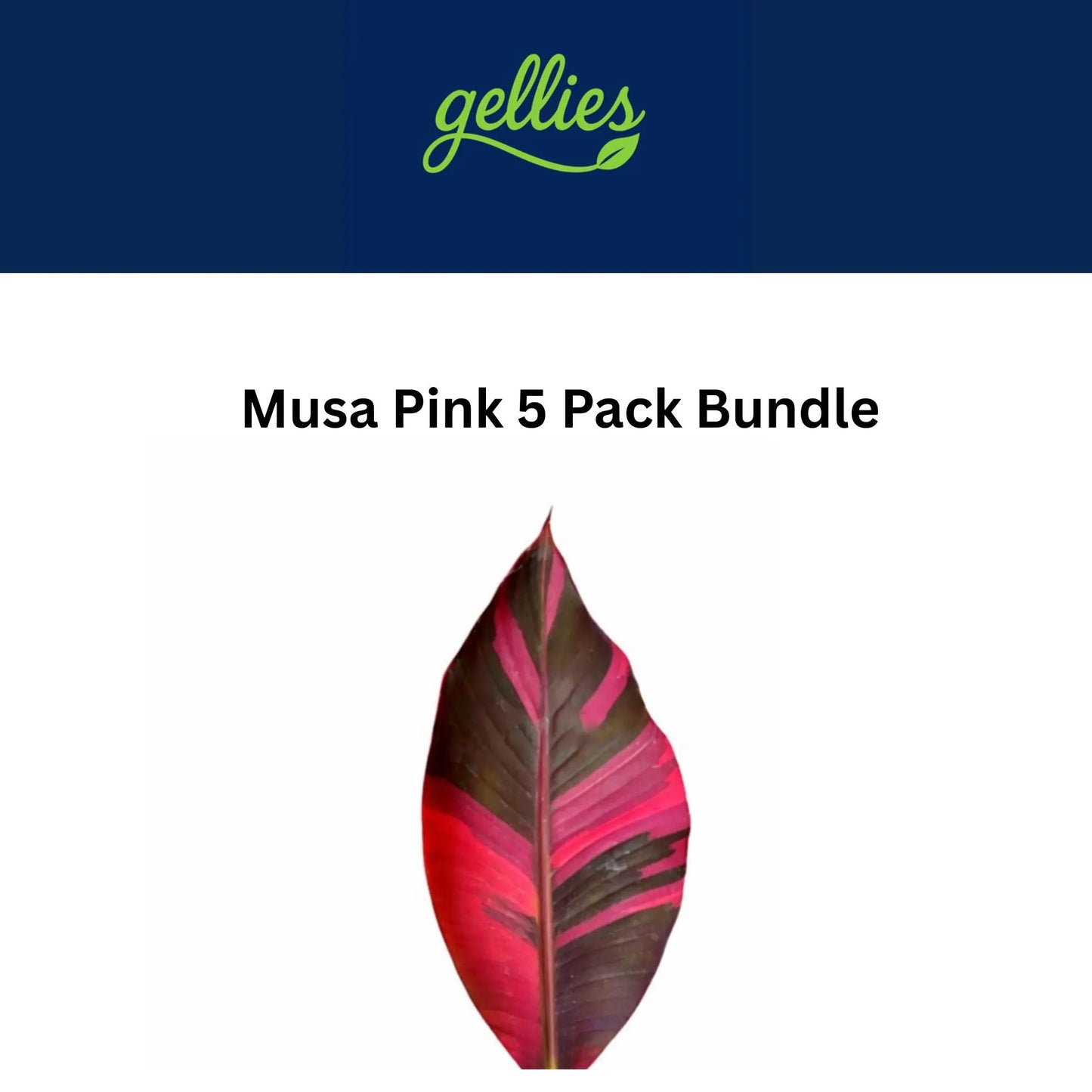 Musa Nono Pink - Tissue Culture Plant 5 Pack