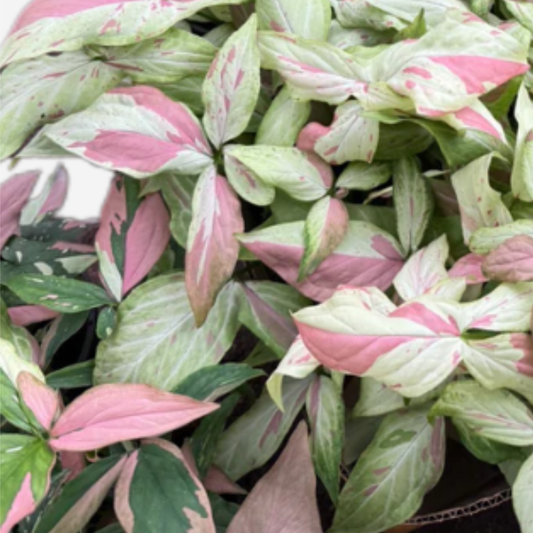 Syngonium Pink Salmon – Tissue Culture Plant