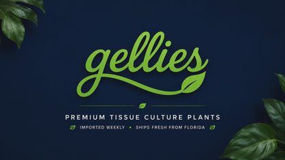 Alocasia Zebrina Aurea Variegated — Tissue Culture TC Plant | Single | Ships from Florida