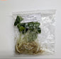 Alocasia Black Velvet – 10 Pack Tissue Culture Plants