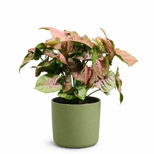 Syngonium Neon Robusta – Tissue Culture Plant Bundle