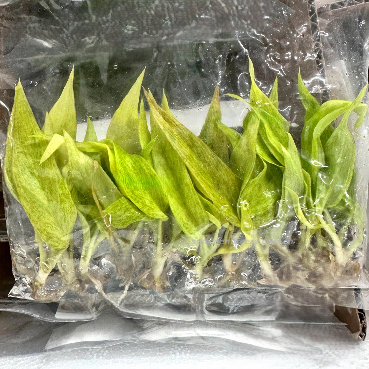 Philodendron Ring of Fire Mint — Tissue Culture TC Plant | 10-Pack | Ships from Florida