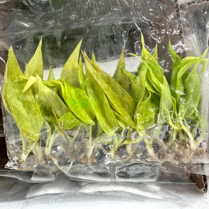 Philodendron Ring of Fire Mint — Tissue Culture TC Plant | 10-Pack | Ships from Florida