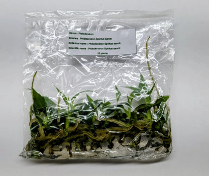 Philodendron Spiritus Sancti Tissue Culture Plants – 10 Pack