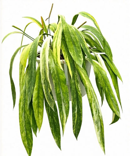Anthurium Vittarifolim  Variegated – 10 Pack Tissue Culture Plants