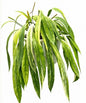 Anthurium Vittarifolim  Variegated – 10 Pack Tissue Culture Plants