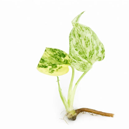 Monstera Deliciosa Starlight — Tissue Culture TC Plant | 5-Pack | Ships from Florida