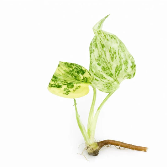 Monstera Starlight - Tissue Culture