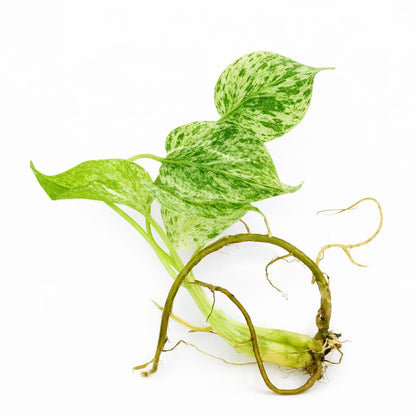 Monstera Deliciosa Star Shadow - Tissue Culture