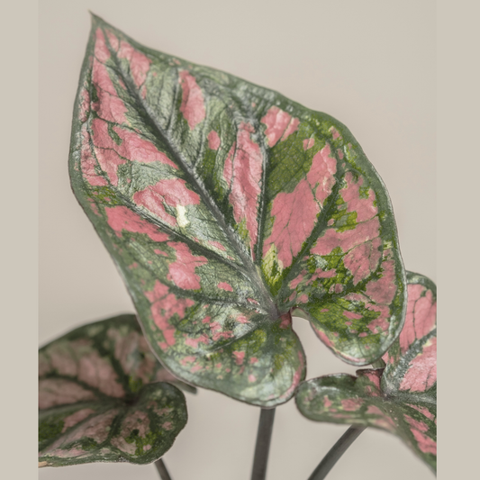 Syngonium Strawberry Ice – Tissue Culture Plant 5-Pack