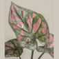 Syngonium Strawberry Ice – Tissue Culture Plant 5-Pack