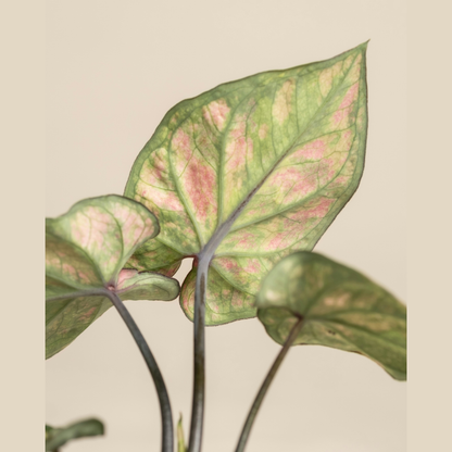 Syngonium Strawberry Ice – Tissue Culture Plant 5-Pack