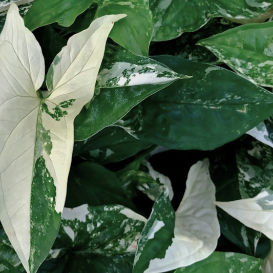 Syngonium Albo Variegated – Tissue Culture Plant