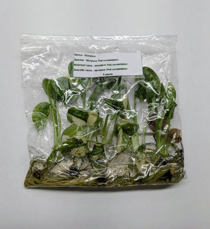 Monstera Deliciosa Thai Constellation Variegated — Tissue Culture TC Plant | 5 or 10-Pack | Ships from Florida