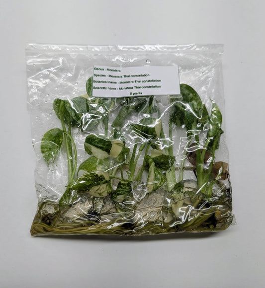 Monstera Thai Constellation Variegated - Tissue Culture