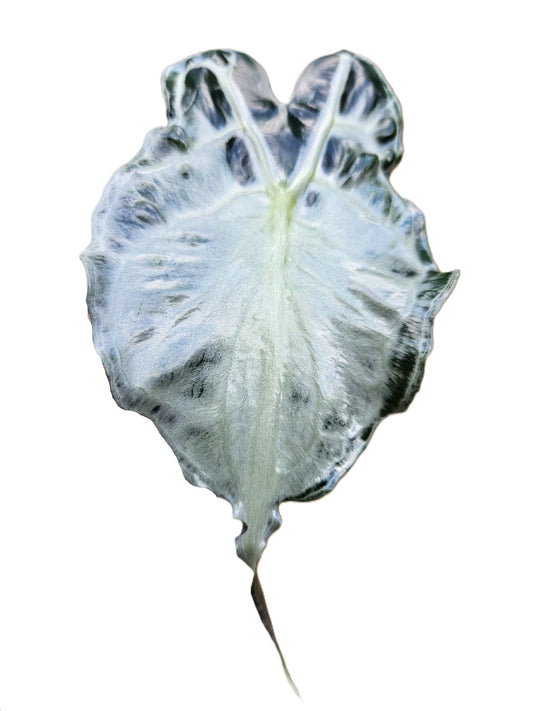 Alocasia Venom – 5 & 10 Pack Tissue Culture Plants