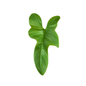 Philodendron Violin Bipennifolium Tissue Culture Plants – 10 Pack