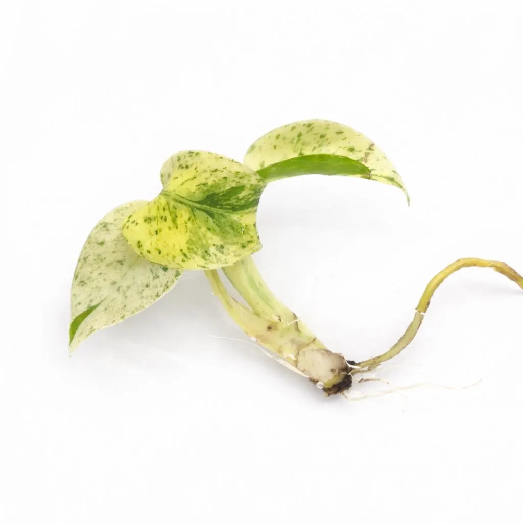 Monstera Deliciosa White Monster - Tissue Culture