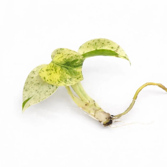 Monstera Deliciosa White Monster - Tissue Culture