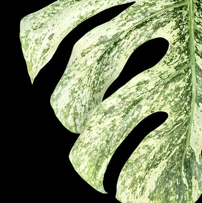 Monstera Deliciosa White Monster - Tissue Culture